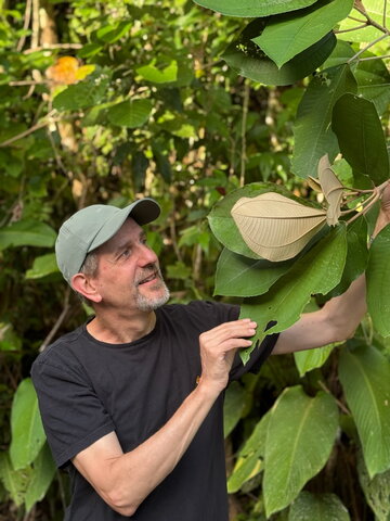 Jim Dalling with a Miconia argentea (Melastomataceae) tree