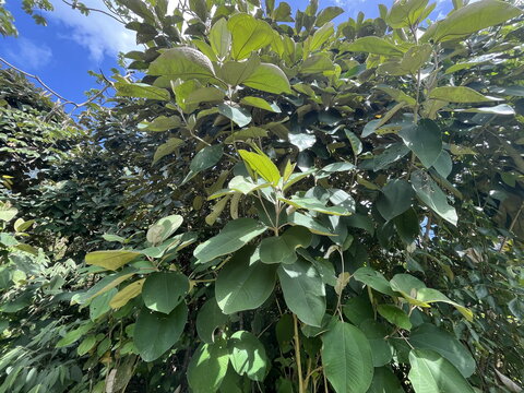 Miconia argentea (Melastomatacae) trees