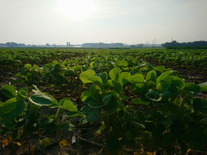 soybeans in a field