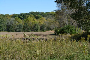 A photo of a field with trees in the background
