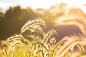 prairie grass