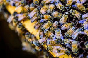 A cluster of bees on a bee box