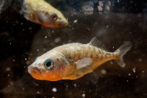 A close up of a stickleback fish