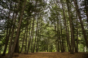 a forest trail lined with trees