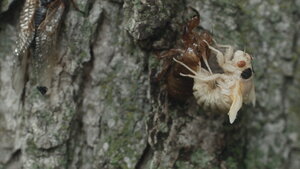 an insect molting on a tree