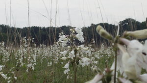 Plants flowering in a field