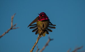 A bird sitting on a branch