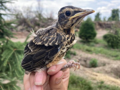 a young bird being held by a graduate student researcher