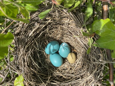 eggs in a nest