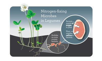 An infographic with plants featured and the roots highlighted.