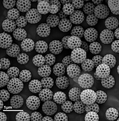 microscopic image of brochosomes.