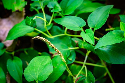 Close up of a plant