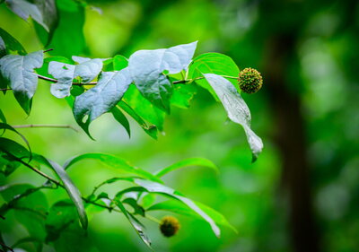 Close up of a plant