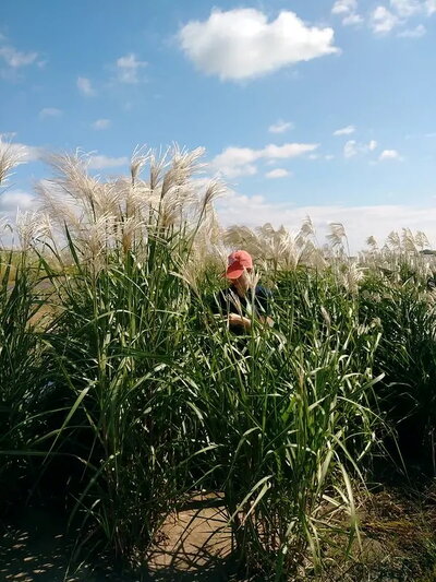 A person working in a field of plants