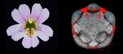 on the left, a pink flower with a yellow/green interior and on the right the flower under a microscope