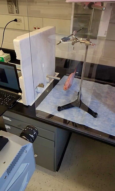 a fish hanging from a mechanical device sitting on top of a table