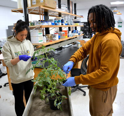 A man and woman wearing gloves punching holes in a tomato plants leaves