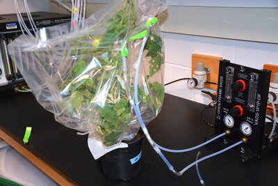 A tomato plant covered in plastic with tubes running out of it to a machine