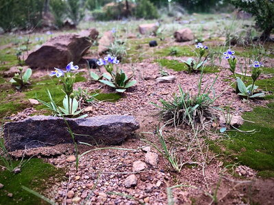 Plants growing in dry grounds