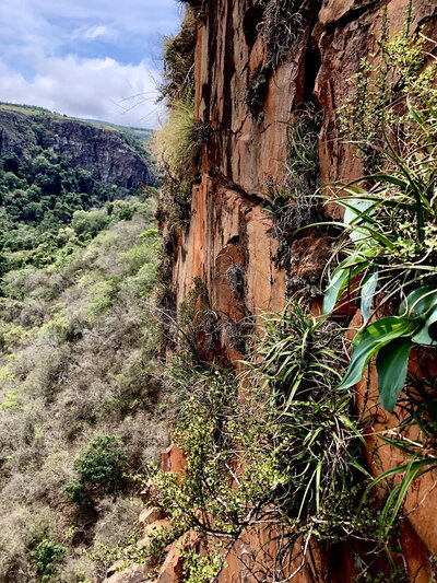 A group of plants growing on a cliff side