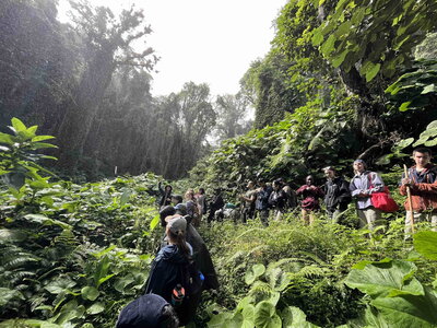 Students walking through a dense coffee forest