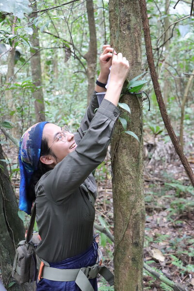 A woman in a bandana reaching up into a tree
