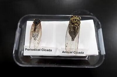 Two cicadas in a glass container and labeled