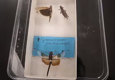 Grasshoppers in a glass container 
