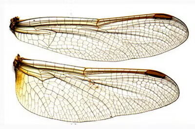 dragonfly wings