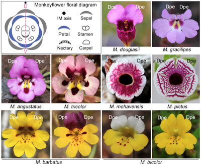 A graphic displaying different symmetries and then flowers that exhibit them