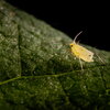 an insect on a leaf