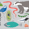 a graphic of flora and fauna