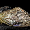 close up photo of cicada wings