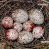 nest with two different types of eggs