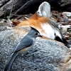 bird perched on what looks like a coyote