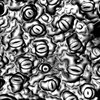 microscopic image of leaves
