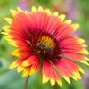bee on a pretty flower