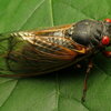 cicada with red eyes on a leaf