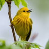 a yellow bird facing up