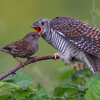 big bird yelling at small bird