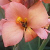 bee getting nectar from a pink flower