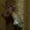 cicada emerging from shell