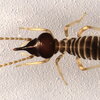 a termite