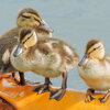 three ducks