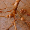a root-like microbe