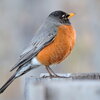 bird with orange chest and grey wings