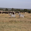 zebras running by a herd of cows