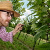 man observing a tree