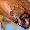 an ant's head