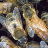 a group of bees